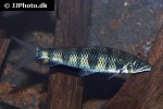 leporinus maculatus leporinus maculatus