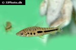 leporinus moralesi leporinus moralesi