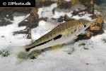 leporinus moralesi leporinus moralesi