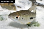 leporinus moralesi leporinus moralesi
