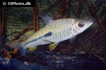leporinus moralesi leporinus moralesi