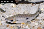 leporinus niceforoi leporinus niceforoi