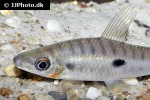 leporinus niceforoi leporinus niceforoi