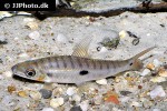leporinus niceforoi leporinus niceforoi