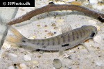 leporinus niceforoi leporinus niceforoi