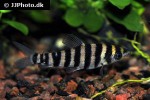leporinus octofasciatus leporinus octofasciatus