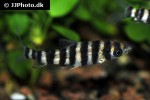 leporinus octofasciatus leporinus octofasciatus