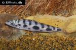 leporinus octomaculatus leporinus octomaculatus