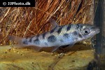 leporinus octomaculatus leporinus octomaculatus