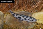 leporinus octomaculatus leporinus octomaculatus