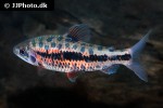 leporinus species strawberry leporinus species strawberry
