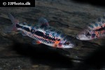 leporinus species strawberry leporinus species strawberry