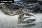 leporinus species strawberry leporinus species strawberry