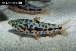 leporinus species strawberry leporinus species strawberry