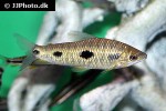 leporinus steyermarki leporinus steyermarki