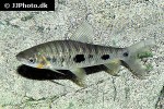 leporinus steyermarki leporinus steyermarki