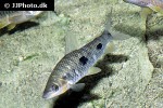 leporinus steyermarki leporinus steyermarki