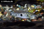 leporinus steyermarki leporinus steyermarki