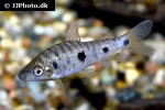 leporinus steyermarki leporinus steyermarki
