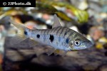 leporinus steyermarki leporinus steyermarki