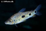 leporinus steyermarki leporinus steyermarki