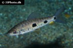 leporinus steyermarki leporinus steyermarki