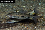 leporinus steyermarki leporinus steyermarki