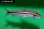 leporinus striatus leporinus striatus