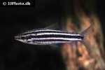 leporinus striatus leporinus striatus