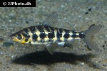 leporinus tigrinus leporinus tigrinus