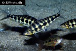 leporinus tigrinus leporinus tigrinus