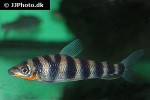 leporinus yophorus leporinus yophorus