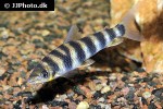leporinus yophorus leporinus yophorus