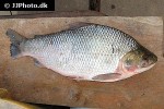 prochilodus nigricans prochilodus nigricans