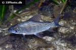 prochilodus nigricans prochilodus nigricans
