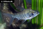 prochilodus nigricans prochilodus nigricans