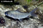 prochilodus nigricans prochilodus nigricans
