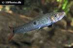 pseudanos gracilis pseudanos gracilis