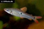 pseudanos trimaculatus pseudanos trimaculatus