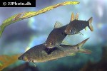 pseudanos trimaculatus pseudanos trimaculatus