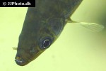 pseudanos trimaculatus pseudanos trimaculatus