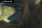pseudanos trimaculatus pseudanos trimaculatus