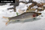 pseudanos trimaculatus pseudanos trimaculatus
