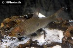 pseudanos trimaculatus pseudanos trimaculatus