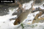 pseudanos trimaculatus pseudanos trimaculatus