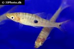 pseudanos trimaculatus pseudanos trimaculatus