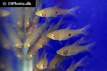 pseudanos trimaculatus pseudanos trimaculatus