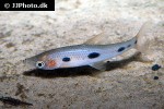 pseudanos varii pseudanos varii