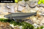 pseudanos winterbottomi pseudanos winterbottomi