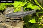 pseudanos winterbottomi pseudanos winterbottomi